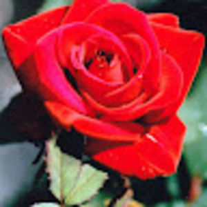 Meet your Posher, Trudy